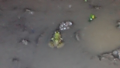 Fejervarya limnocharis