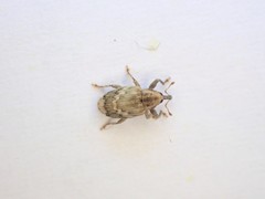 Aneuma compta