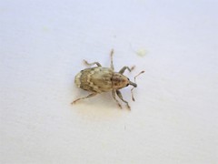 Aneuma compta
