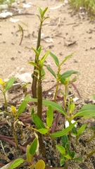 Rhizophora mucronata