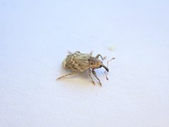 Aneuma compta