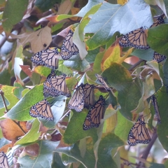 Monarch