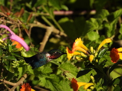 Chaetocercus astreans