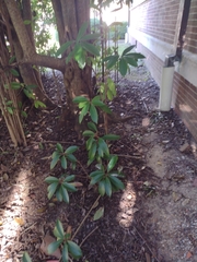 Pseudopanax arboreus