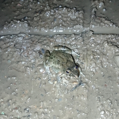 Fejervarya cancrivora