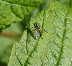 Condylostylus flavipes