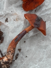 Cortinarius californicus