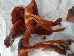 Cortinarius californicus