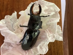 Mallodon chevrolatii