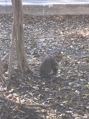 Felis catus image