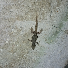 Hemidactylus frenatus