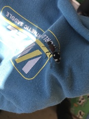 Dolichomutilla sycorax