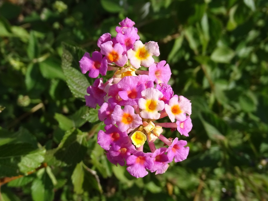 Lantana strigocamara