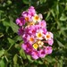 Lantana - Photo (c) Dwight Bohlmeyer, some rights reserved (CC BY-NC), uploaded by Dwight Bohlmeyer