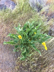 Balsamorhiza