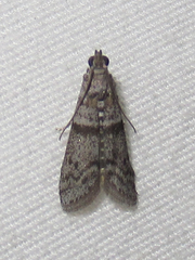 Myelopsis