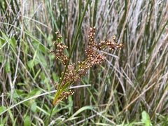 Juncus kraussii