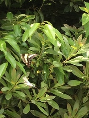 Graphium sarpedon nipponum