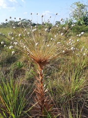 Paepalanthus chiquitensis