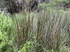 Juncus kraussii