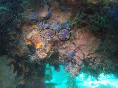 Clavelina puertosecensis