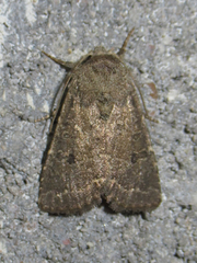 Protorthodes texicana