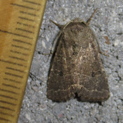 Protorthodes texicana