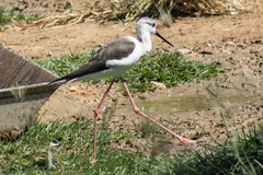 Himantopus himantopus