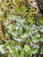 Pallavicinia
