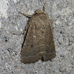 Protorthodes texicana