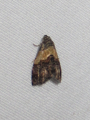 Tripudia balteata
