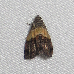 Tripudia balteata