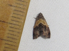 Tripudia balteata