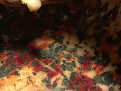 Penicillium