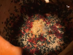 Penicillium