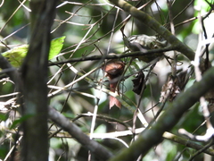 Cranioleuca hellmayri