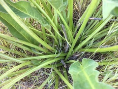 Balsamorhiza