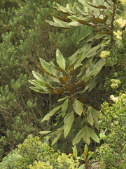 Oreopanax bogotensis