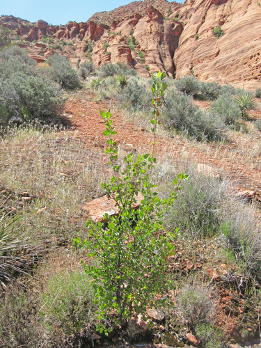 Fraxinus anomala var. anomala