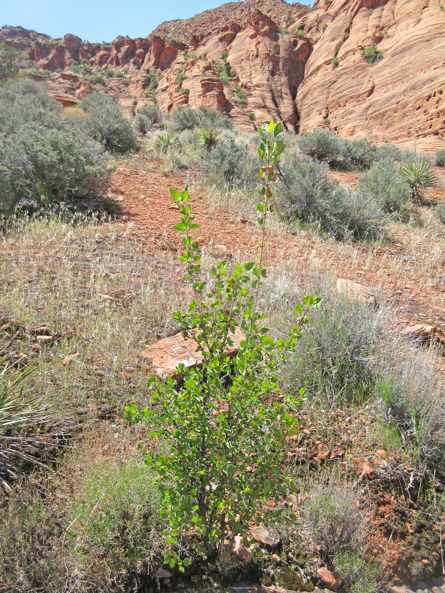 Fraxinus anomala var. anomala