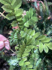 Pterophylla sylvicola