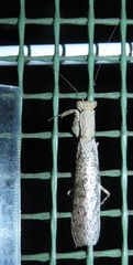 Tarachodes sanctus