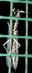 Tarachodes sanctus