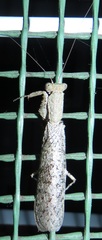 Tarachodes sanctus