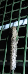 Tarachodes sanctus