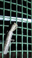 Tarachodes sanctus