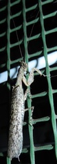 Tarachodes sanctus