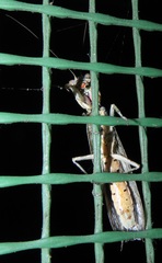 Tarachodes sanctus