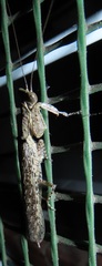 Tarachodes sanctus