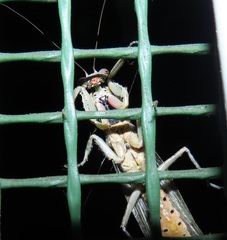 Tarachodes sanctus